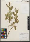 Foto von Salix serissima (L. H. Bailey) Fern.